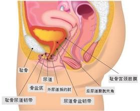 尿道炎能性生活吗