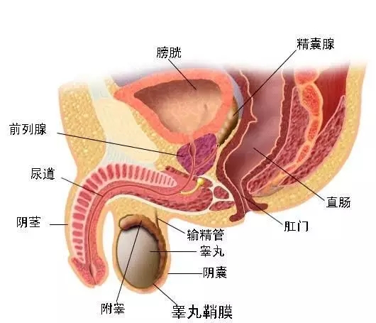 前列腺在什么位置图片【四个前列腺功能必知】