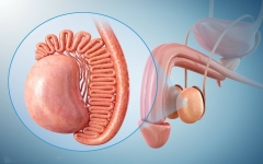 男性睾丸萎缩还能恢复吗？这些原因别担心